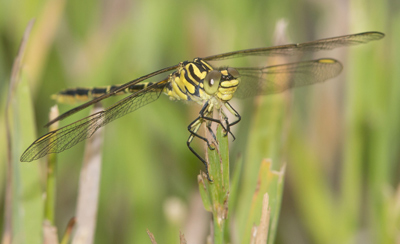 Austrogomphus guerini